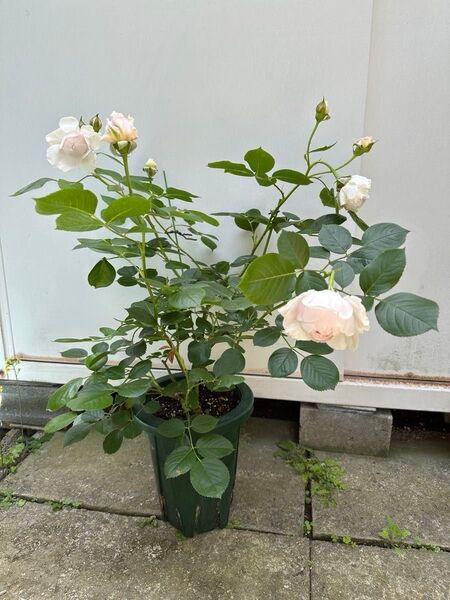 バラ苗 薔薇 さし木苗