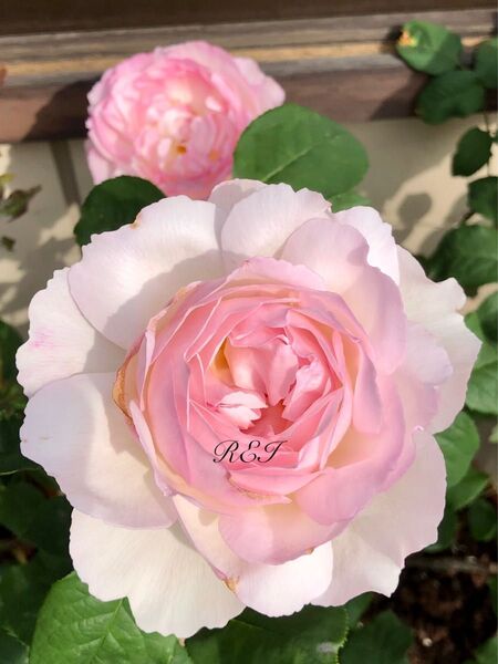 バラ苗 薔薇 挿し木苗 ER廃盤品種