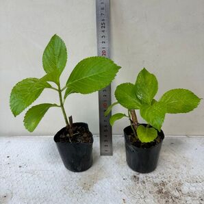 アジサイ 紫陽花 あじさい 挿し木 2苗セット