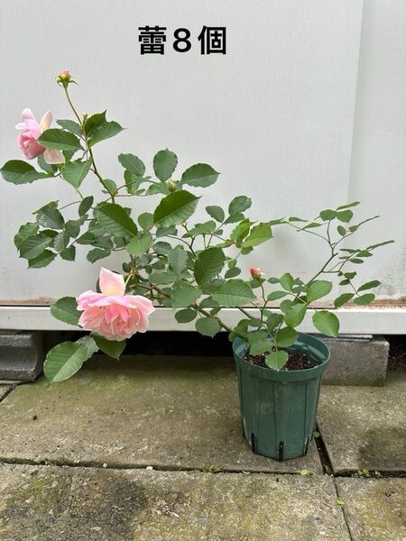バラ 薔薇 挿し木苗