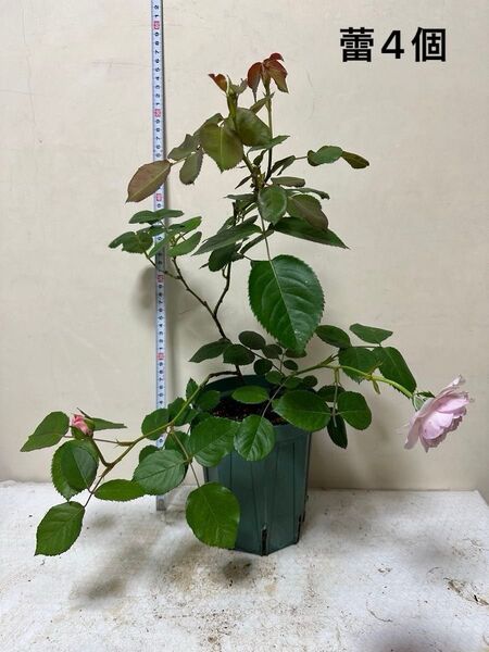 バラ苗 薔薇 挿し木苗 ER 蕾付き 宅急便