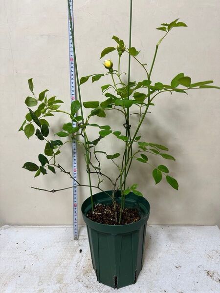バラ苗 薔薇 挿し木苗 蕾付き ER 宅急便