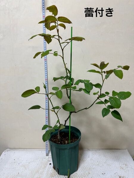 バラ苗 薔薇 挿し木苗 蕾付き ER 廃盤品種 宅急便