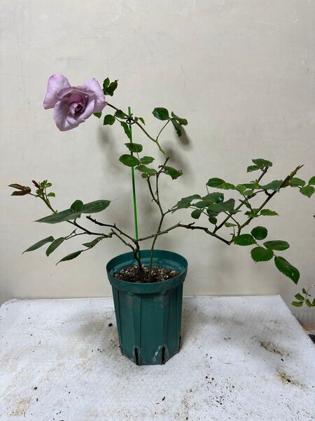 バラ苗 薔薇 挿し木苗 蕾付き 宅急便
