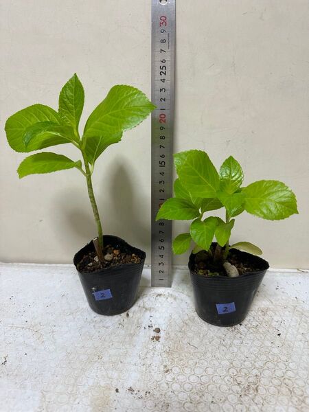 アジサイ 紫陽花 あじさい 挿し木 2苗セット