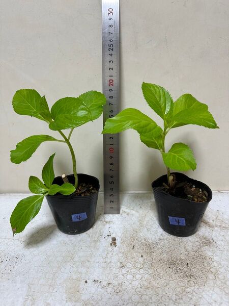 アジサイ 紫陽花 あじさい 挿し木 2苗セット ④