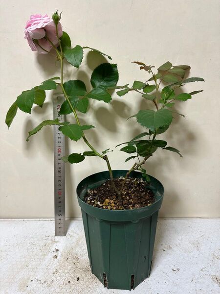バラ苗 薔薇 挿し木苗 蕾付き ER 宅急便