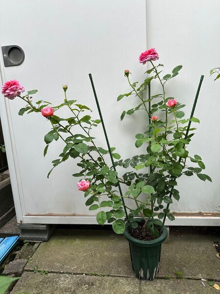 バラ苗 薔薇 挿し木苗 蕾付き ER廃盤品種