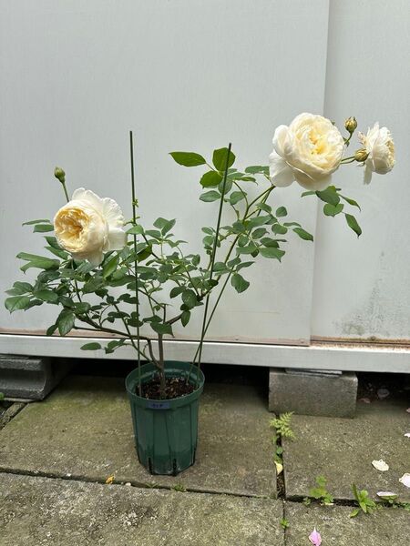バラ 薔薇 挿し木苗 ER