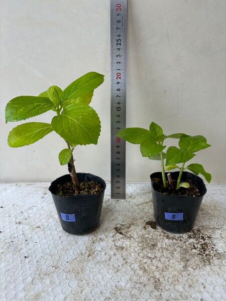 アジサイ 紫陽花 あじさい 挿し木 2苗セット