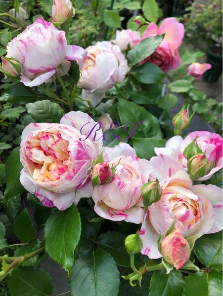 バラ苗 薔薇 挿し木苗