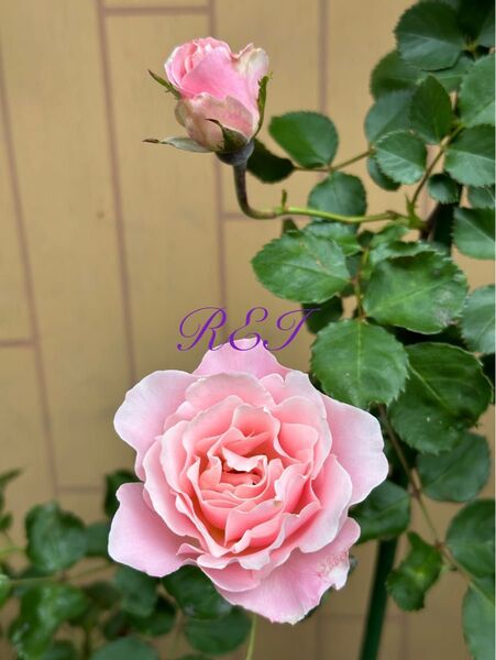 バラ苗 薔薇 挿し木苗