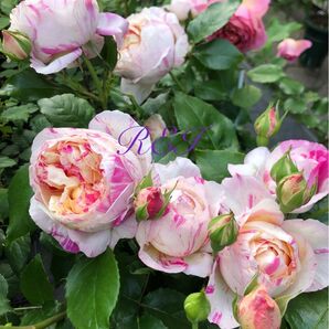 バラ苗 薔薇 挿し木苗