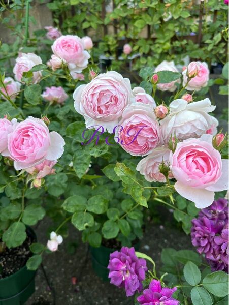 バラ苗 薔薇 挿し木苗 ER廃盤品種