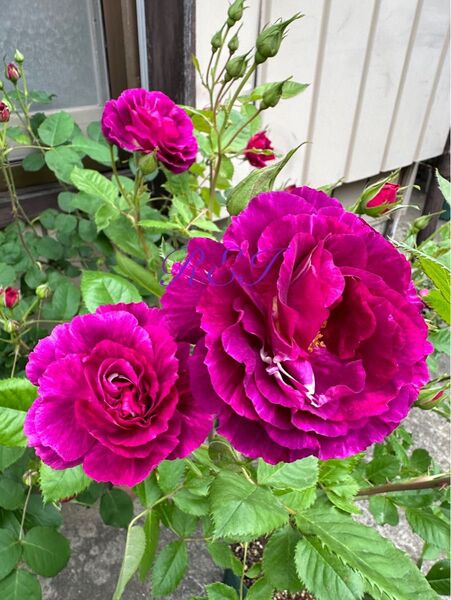 バラ苗 薔薇 挿し木苗