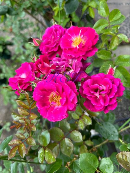 バラ苗 薔薇 挿し木苗