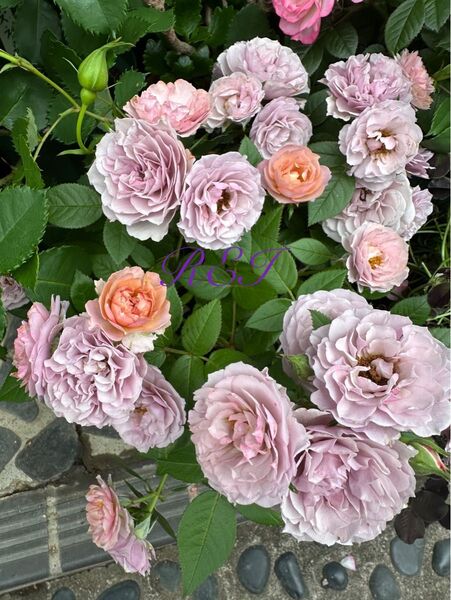 ミニバラ 四季咲き 薔薇 アンティークカラー レア 株分け
