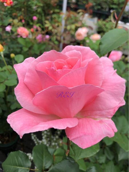 バラ苗 薔薇 挿し木苗