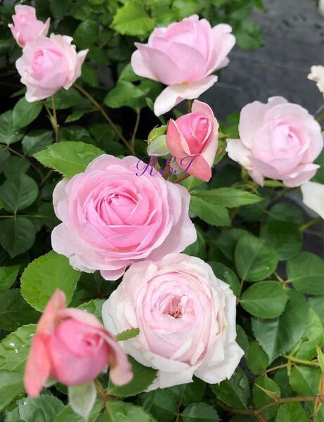 バラ苗 薔薇 挿し木2年生 ER