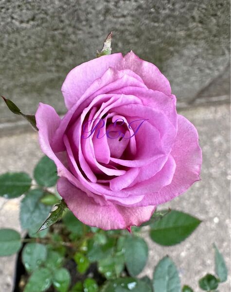 ミニバラ苗 薔薇 株分け2年生 蕾付き