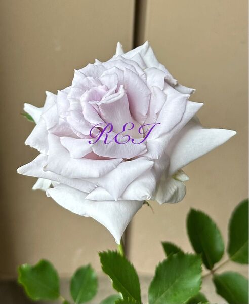 バラ苗 薔薇 挿し木苗