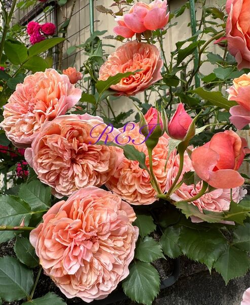 バラ苗 薔薇 挿し木苗 人気種 オレンジ 四季咲き