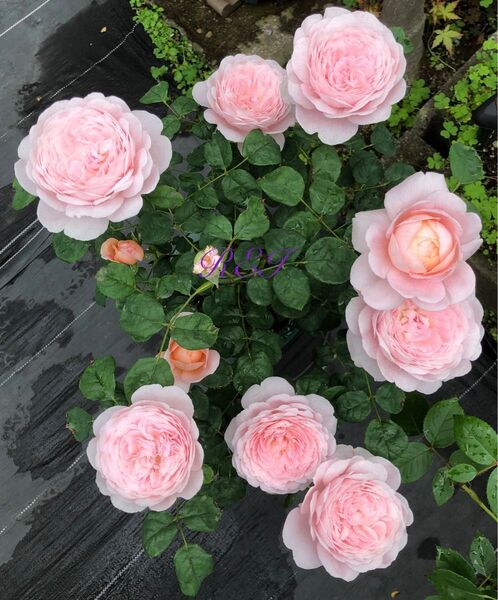 バラ苗 薔薇 挿し木苗 ER