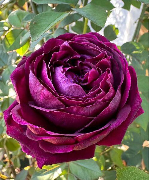 バラ苗 薔薇 挿し木苗 ER廃盤品種