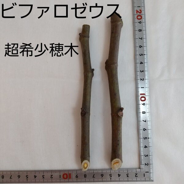 ★★超希少イチジク穂木2本★★種類…ビファロゼウス【新品種に興味のある方は是非】親木の写真・結実実績あります。