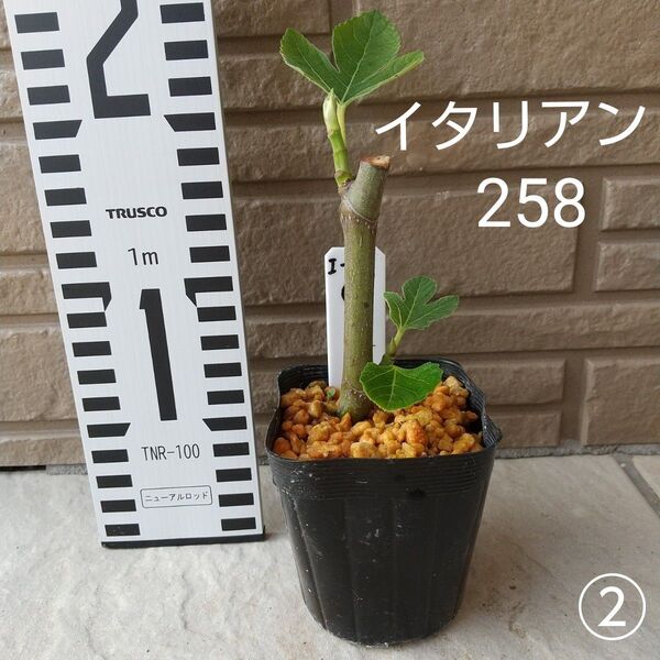 ◆イチジク苗木◆【イタリアン258②】《5月9日撮影》親木の写真あります。