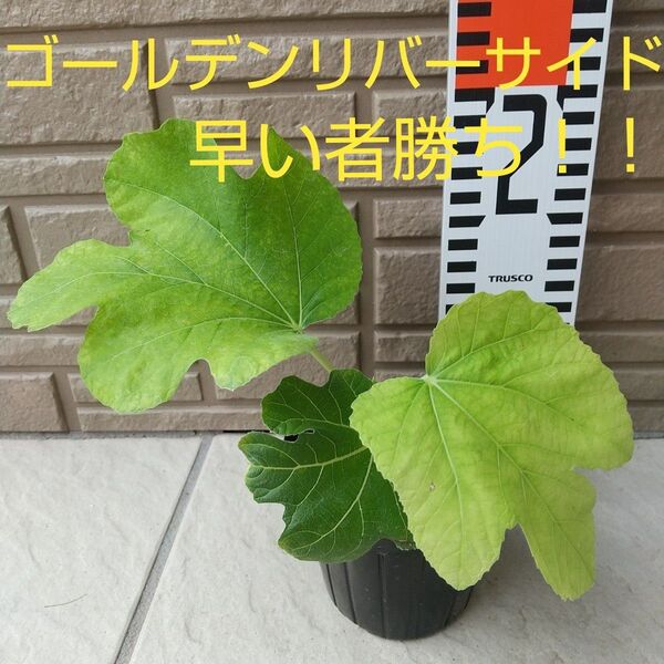 早い者勝ち!!週末限定お値下げ!!◆希少かつ高級イチジク苗木◆【ゴールデンリバーサイド】《5月14日撮影》親木の写真あります。