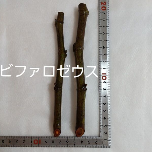 ★★超希少イチジク穂木2本★★種類…ビファロゼウス【新品種に興味のある方は是非】親木の写真・結実実績あります。