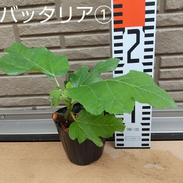 ◆イチジク苗木◆【バッタリア①】《5月25日撮影》甘い味のイチジクです。親木の写真あり。穂木太め。