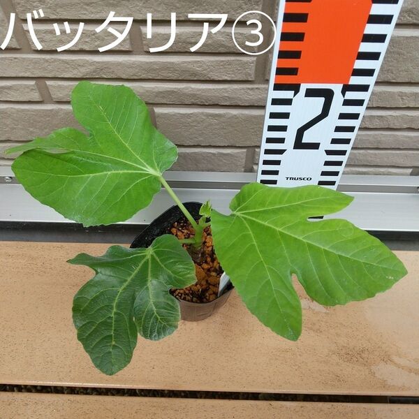 ◆イチジク苗木◆【バッタリア③】《5月25日撮影》甘い味のイチジクです。親木の写真あり。穂木太め。