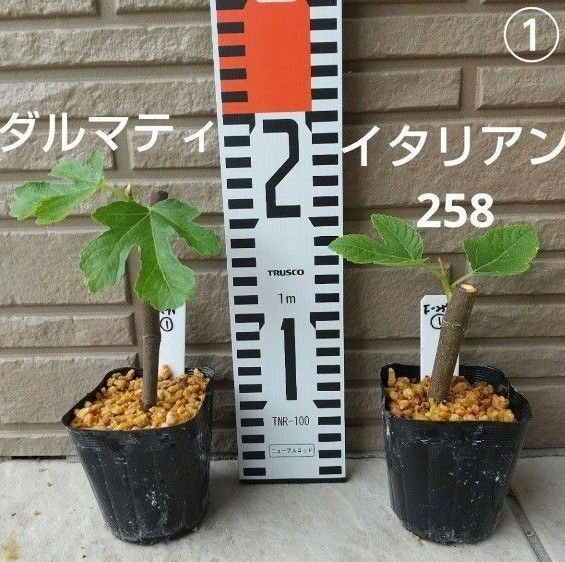 超お買い得!!◎イチジク苗木2個セット◎【イタリアン258①とダルマティ①】《5月9日撮影》