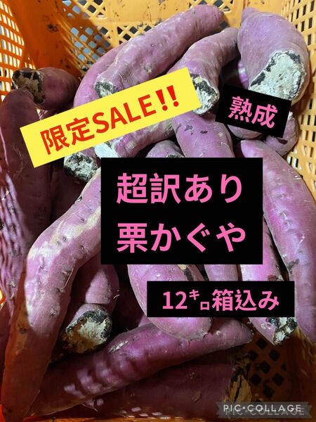 熟成栗かぐや超訳あり12㌔箱込み