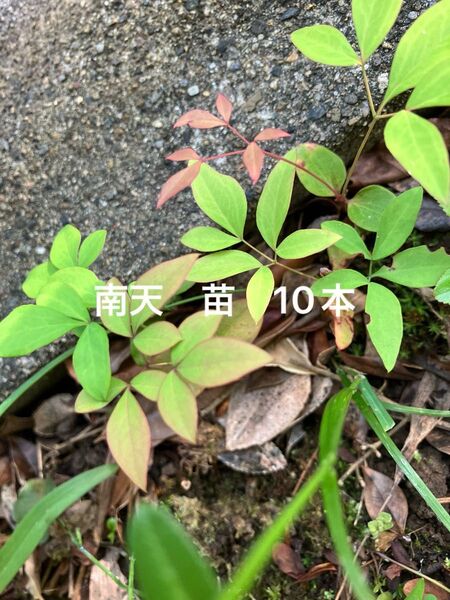 南天 苗 10本