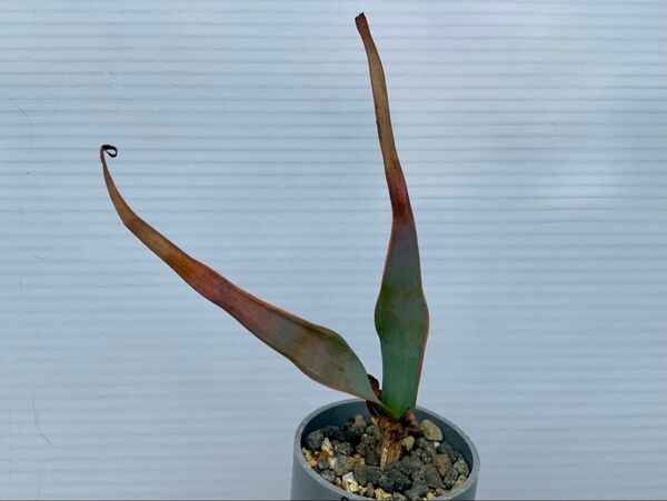 ウェルウィッチア 3本セット (多肉植物・サボテン・塊根・奇想天外)