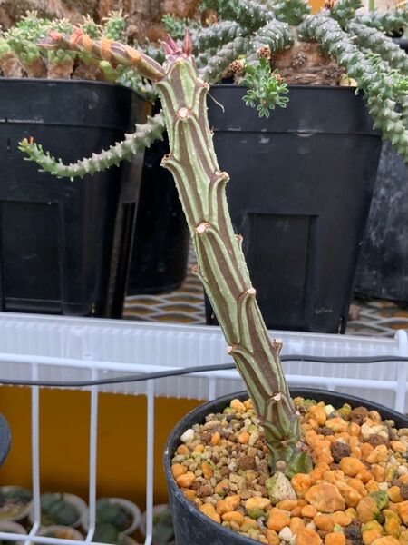 モナデニウム サイケデリック (ユーフォルビア・多肉植物・サボテン・ユーフォルビア)