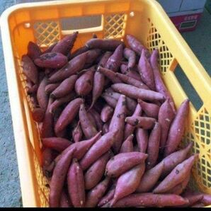 B級品 紅天使 約1キロ S~M 芋屋のサツマイモ