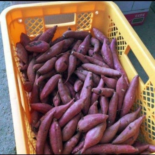 B級品 紅天使 約3キロ S~M 芋屋のサツマイモ