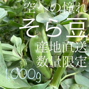そら豆【数量限定・産地直送】空への憧れ