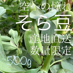 そら豆【数量限定・産地直送】空への憧れ