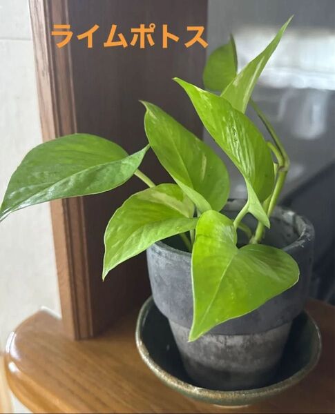 【観葉植物】ライムポトス