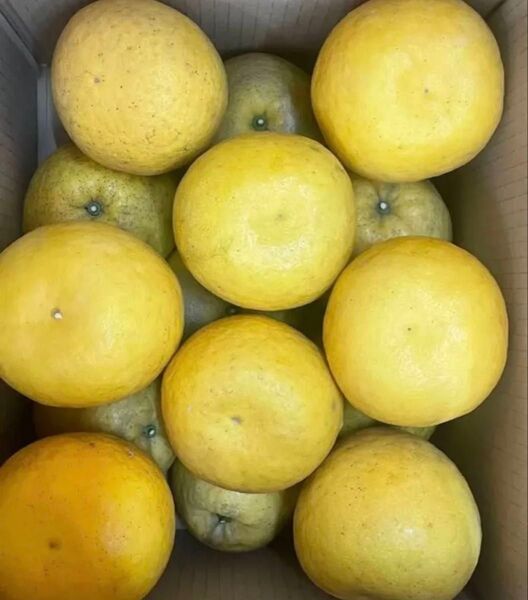⑦ 晩柑 天草産 激ジューシー わりと綺麗 わりと大玉 箱込みで7kg以上 箱は簡易箱で発送 送料込み 今季開始
