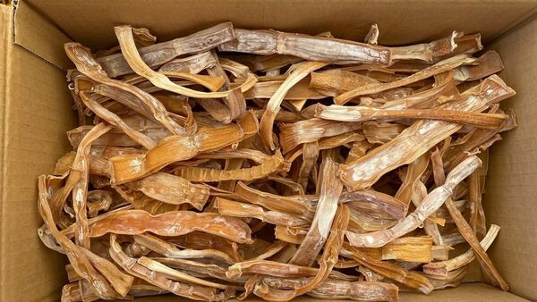 500g 天草産 干たけのこ 乾燥 500グラム 送料込み ゆうパックで発送