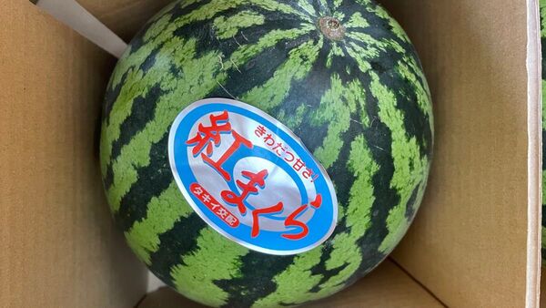 ③ 紅まくら すいか 熊本県産 2.5~3.kg 箱は簡易箱で発送