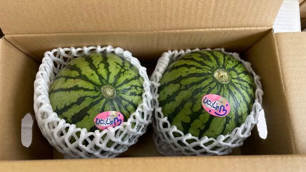 ② 熊本県産 小玉すいか ひとりじめ 2玉入 規格外 送料込み 箱は簡易箱で発送します