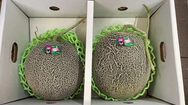 ② 熊本県産 肥後グリーン 2玉入 箱込みで3.5kg以上 規格外 キズあり 送料込み 箱は専用箱で発送