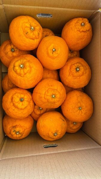 ⑤ 不知火 デコちゃん 天草産 規格外 中玉 キズあり ご家庭用 箱込みで5kg以上 送料込み 箱は簡易箱で発送